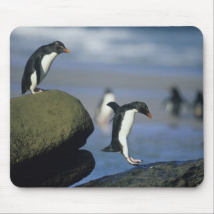 Felsenpinguine, Eudyptes chrysocome), Mousepad