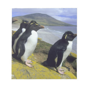 Felsenpinguine, (Eudyptes chrysocome), Notizblock