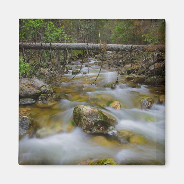 Felsenwaldcreme-Magnet Magnet (Vorne)