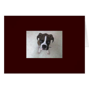 Felsig - Boxer-Welpe