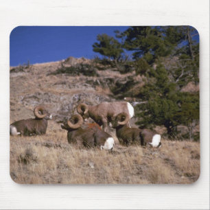 Felsiger Gebirgsbighornschafe (Band von Mousepad