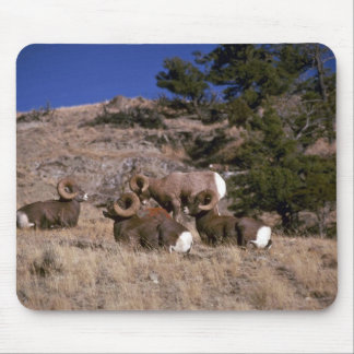 Felsiger Gebirgsbighornschafe (Band von Mousepad