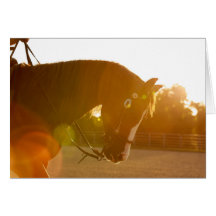 Felsiges Lenken in den Sunbeams