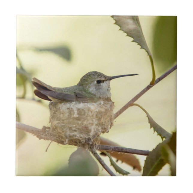 Female Hummingbird on her nest Fliese (Vorderseite)