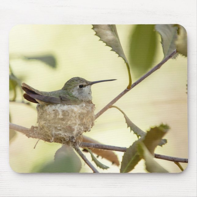 Female Hummingbird on her nest Mousepad (Vorne)