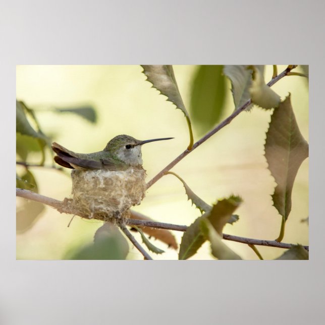 Female Hummingbird on her nest Poster (Vorne)
