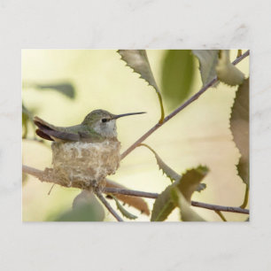 Female Hummingbird on her nest Postkarte