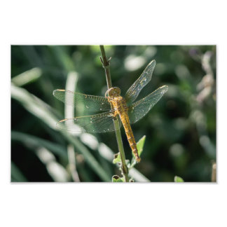 Female Keeled Skimmer Dragonfly Fotodruck