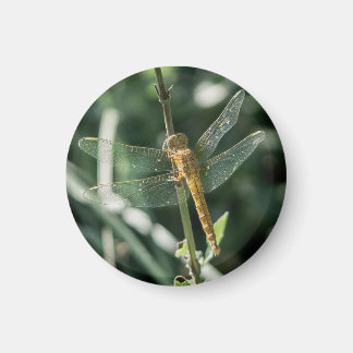Female Keeled Skimmer Dragonfly Magnet