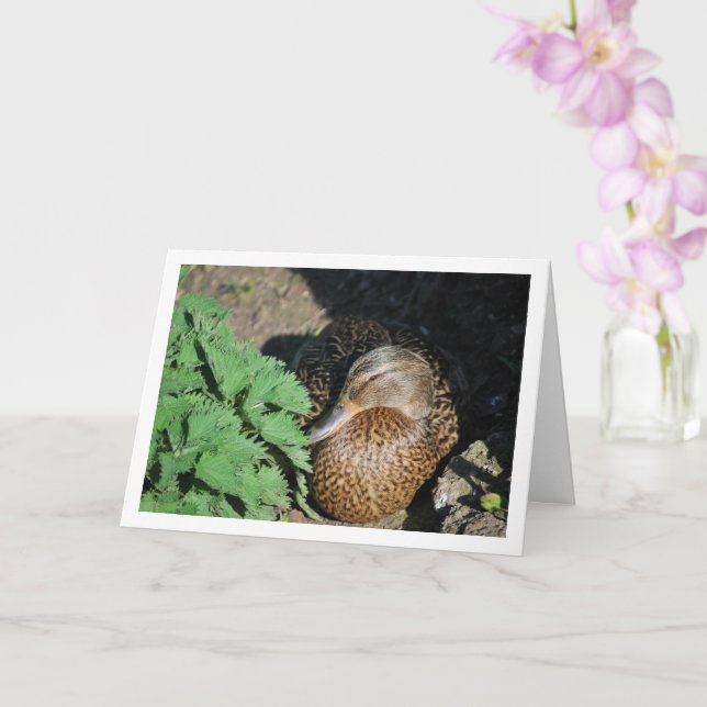 Female Mallard Duck Nesting Karte (Orchidee)