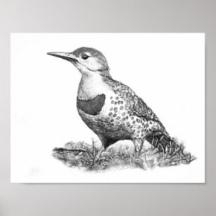 Female Northern Flicker Poster