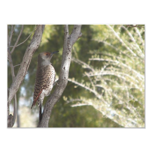 Female Northern Flicker Woodpecker Fotodruck (Vorne)