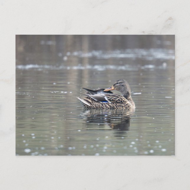 Female of mallard postkarte (Vorderseite)