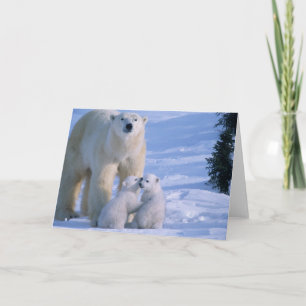 Female Polar Bear Standing with 2 Cubs Karte