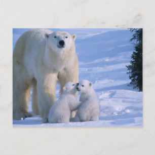 Female Polar Bear Standing with 2 Cubs Postkarte