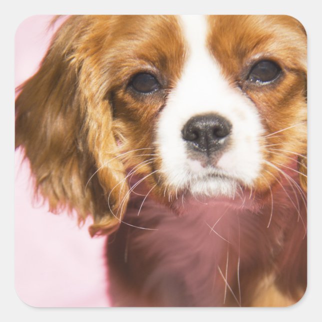 Female Puppy King Charles Spanel Square Sticker (Vorderseite)