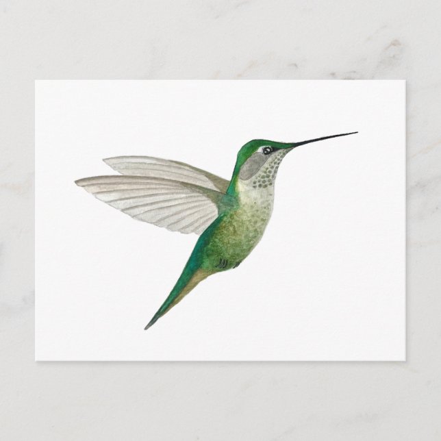 Female Ruby-throated Hummingbird Postkarte (Vorderseite)