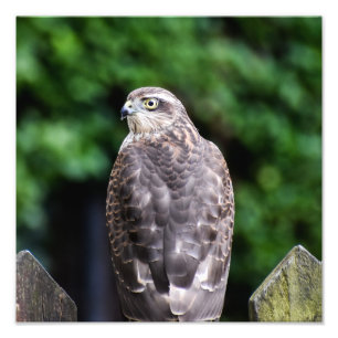 Female Sparrowhawawawawk Fotodruck
