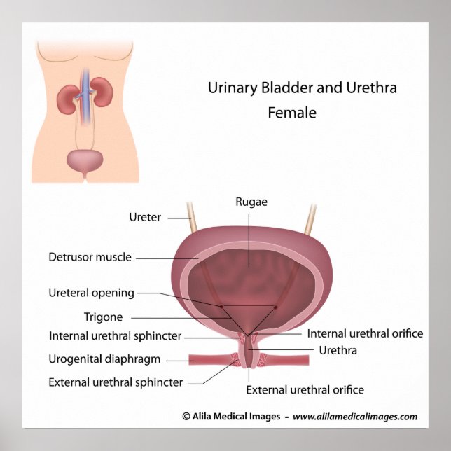 Female urinary system labeled poster (Vorne)