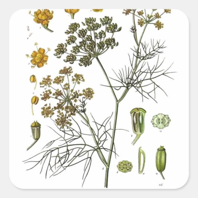 Fenchel Quadratischer Aufkleber (Vorderseite)