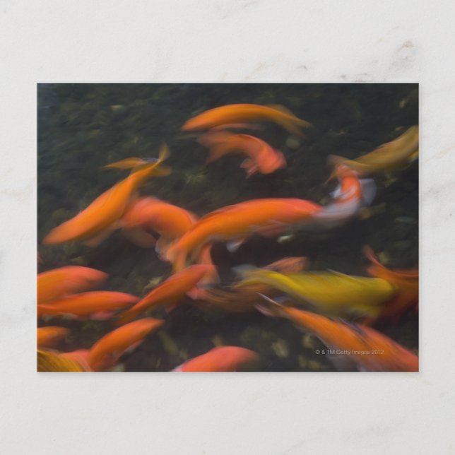Feng Shui glauben, koi Fische bringen viel Glück. Postkarte (Vorderseite)