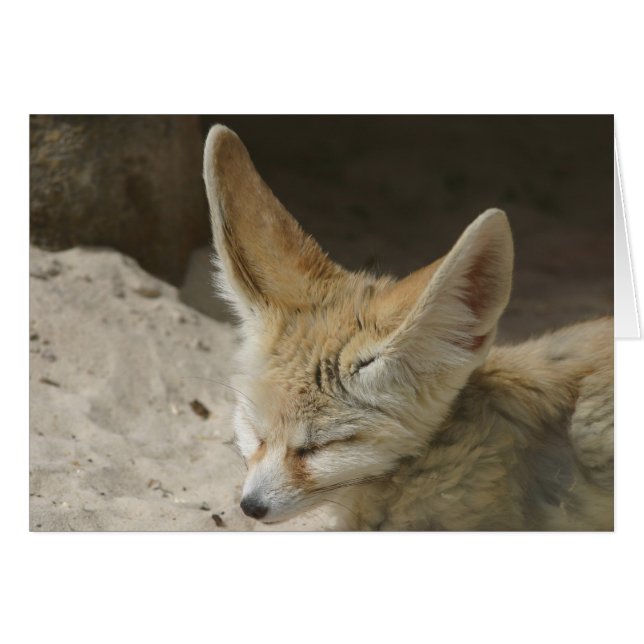 Fennec Fox Card (Vorderseite (Horizontal))