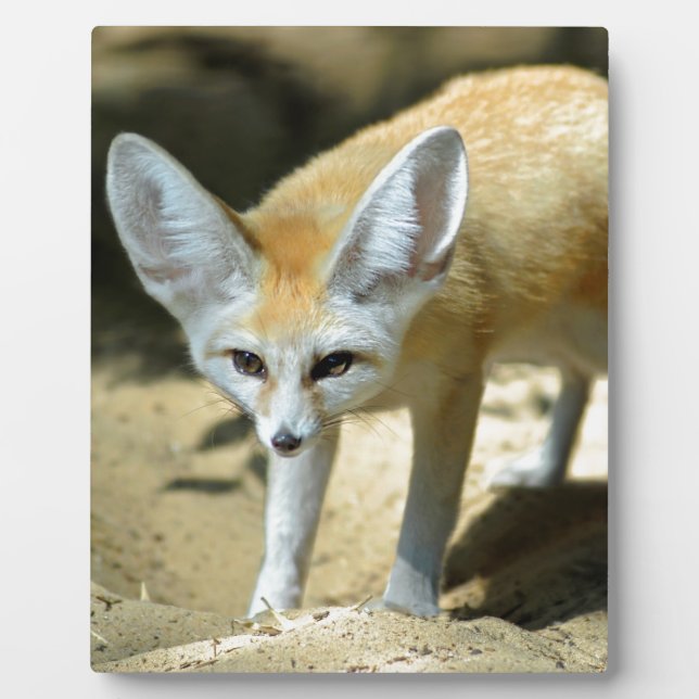 Fennec fox fotoplatte (Vorderseite)