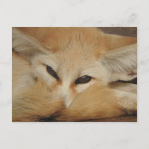 Fennec Fox Postcard Postkarte
