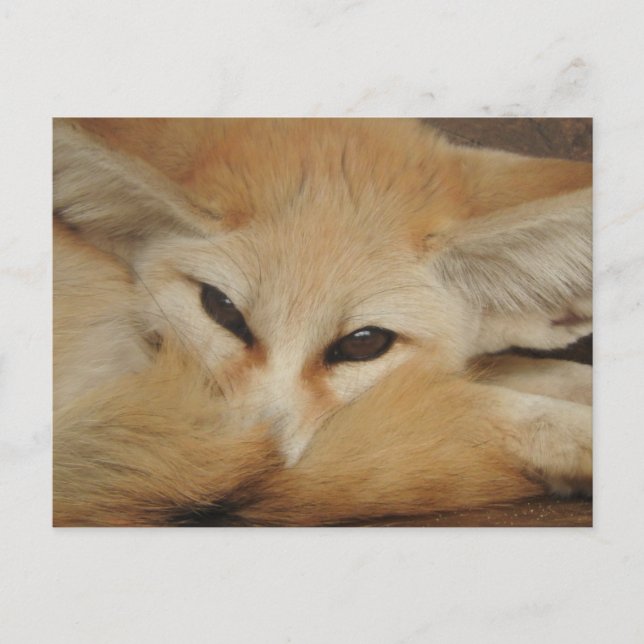 Fennec Fox Postcard Postkarte (Vorderseite)