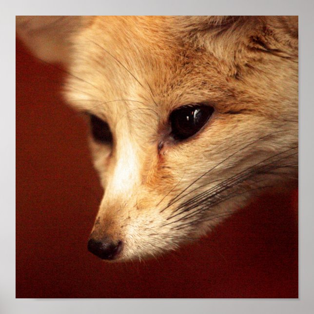 Fennec Fox Poster (Vorne)