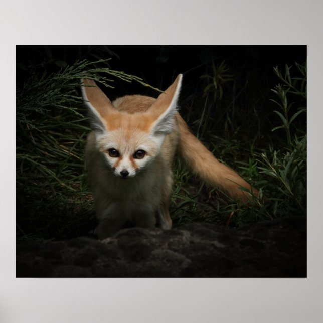 Fennec Fox Poster (Vorne)