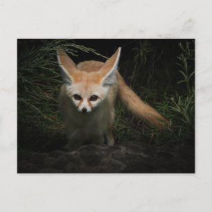 Fennec Fox  Postkarte