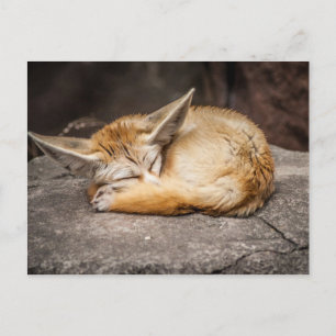 Fennec Fox Postkarte