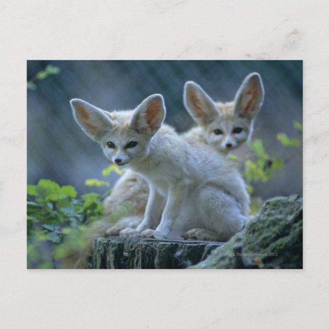 Fennec Foxes Postkarte (Vorderseite)