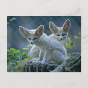 Fennec Foxes Postkarte
