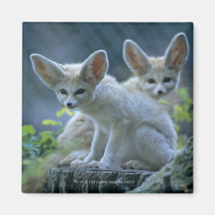 Fennek (Vulpes zerda) W �_stenfuchs, Fennec Magnet