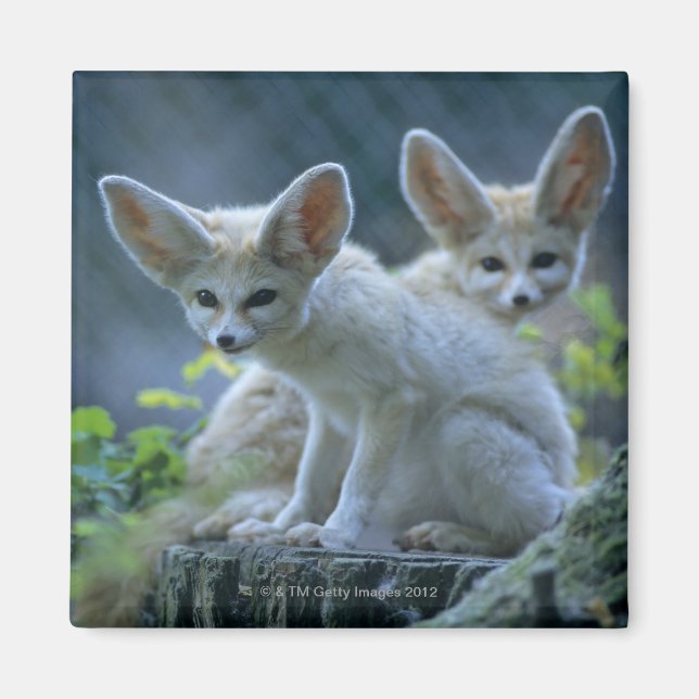 Fennek (Vulpes zerda) W �_stenfuchs, Fennec Magnet (Vorne)