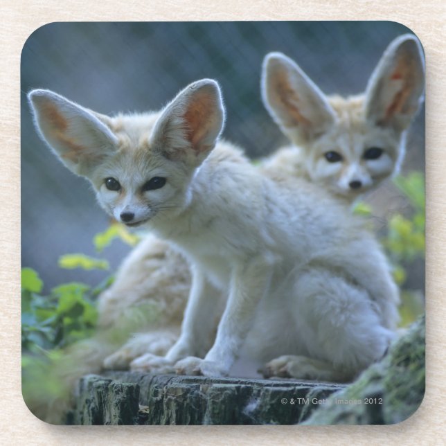 Fennek (Vulpes zerda) W�_stenfuchs, Fennec Untersetzer (Vorderseite)