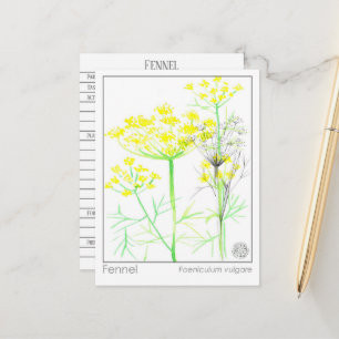 Fennel Materia Medical Herbal Study Card Postkarte