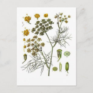 Fennel Postkarte