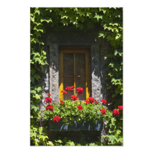 Fenster "Red Geranium Blume" Fotodruck