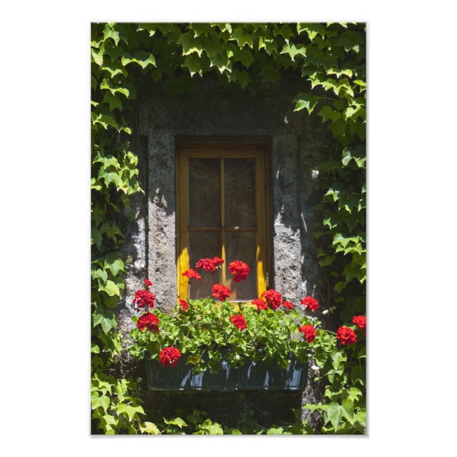 Fenster "Red Geranium Blume" Fotodruck (Vorne)