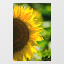 Fensteraufkleber - Sonnenblume auf dem Feld Fotogr