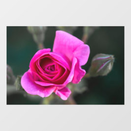Fensterfolie - Foto von rosa Rose und Knospen Fensteraufkleber