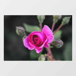 Fensterfolie - Fotografie der rosa Rose und Knospe Fensteraufkleber