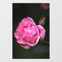 Fensterfolie - Rosenblüten-Naturfotografie