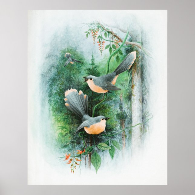Fentail Wrens Animal Wildlife Bird Poster (Vorne)