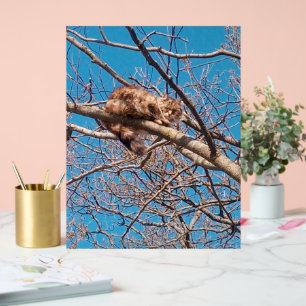 Feral Cat Lucy in Tree Cat Lover Acrylschild