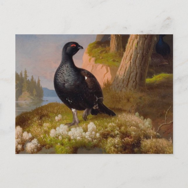 Ferdinand von Wright Black Grouses CC0065 Postkarte (Vorderseite)