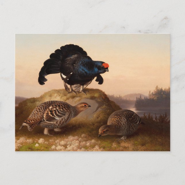 Ferdinand von Wright Blackgrouses CC0822 Postkarte (Vorderseite)